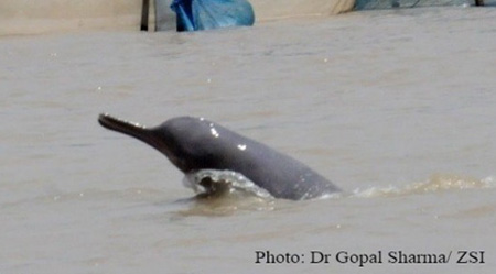 Ganges River Dolphin