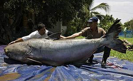 Giant Catfish