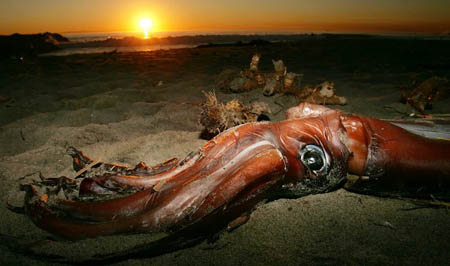 giant squid