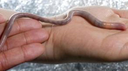 Giant Worm