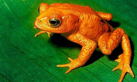 Golden Toad