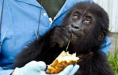 Gorilla Rescue Center