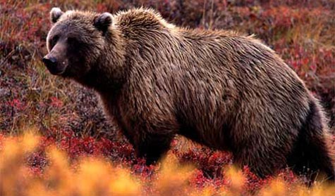 grizzly bear.jpg