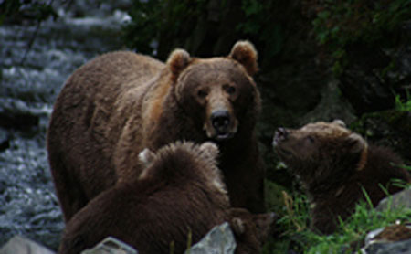Grizzly bear and cubs