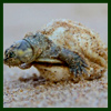 Turtle Hatching