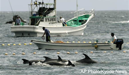 Herding Dolphins