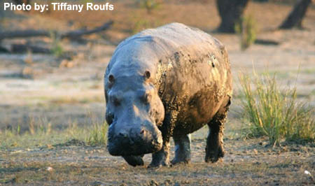 Botswana Hippo