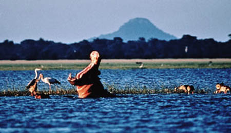Hippopotamus In Gorongosa