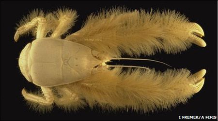 Hirsuta Crab