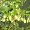 hops
