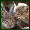 Wildlife On Brink