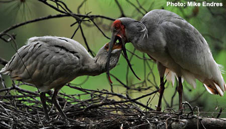 Asian Crested Ibis