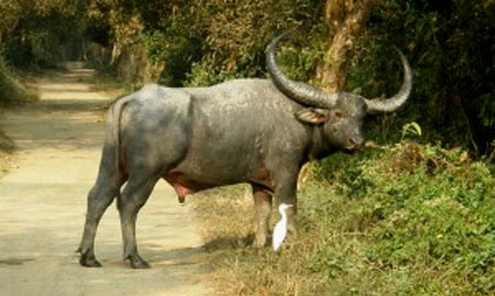 Wild Buffalo India