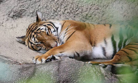 Indochinese Tiger