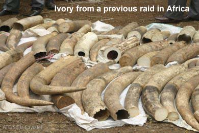 African Ivory