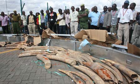 Confiscated Ivory In Kenya