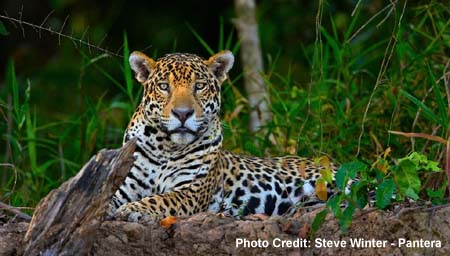 Brazilian Jaguar