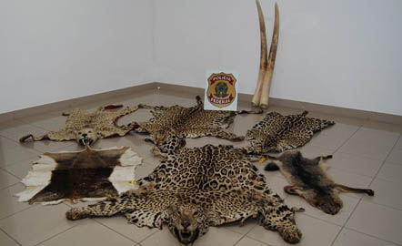 Jaguar Poaching Bust