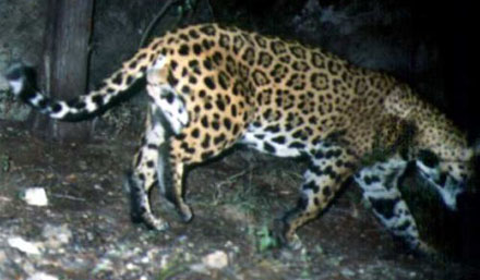 Jaguar caught in camera trap