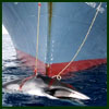 Japanese Whaler