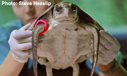 Rescued Kemps Ridley Turtle
