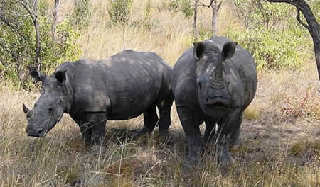 Kruger Rhinos