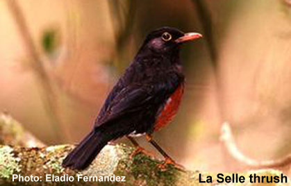 Voalavo
