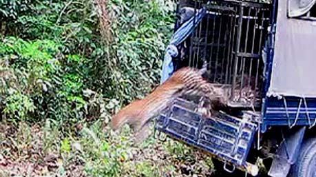 Leopard Release Assam