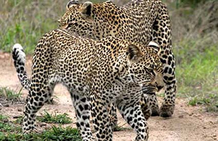Indian Leopards