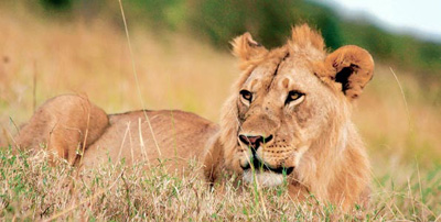 lion in grass