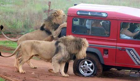 Lions Attack Safari