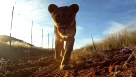 Lion Steals Camera