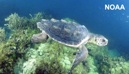 Loggerhead Marcogiuliano Turtle