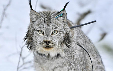 Lynx Long Trip