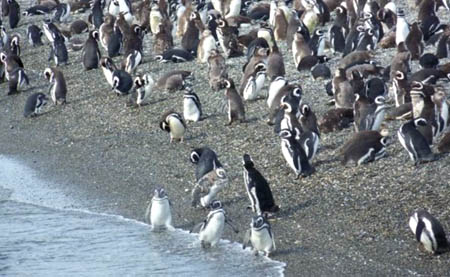 Magellan Penguins