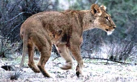 Lioness Magilani