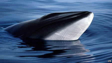 Minke Whale