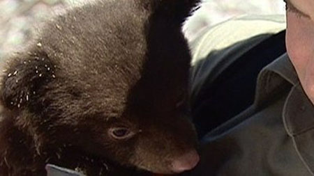 Monitoring Black Bear Cubs