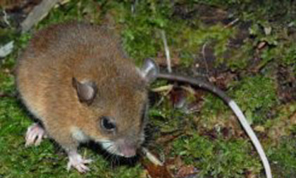 Montane Mouse