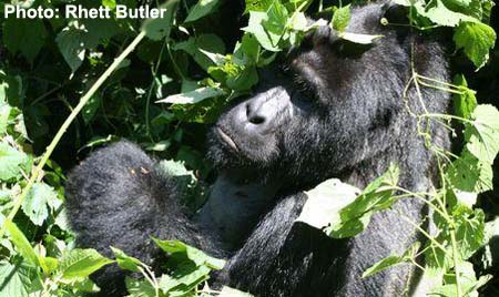 mountain gorilla
