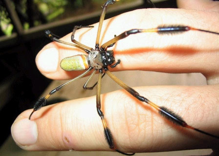 Banggai Crow