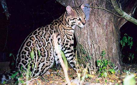 Ocelot