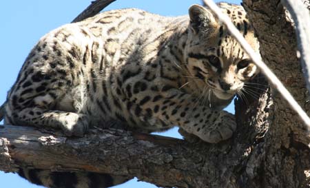 Ocelot In Arizona