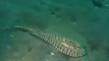 Octopus Mimics Fish