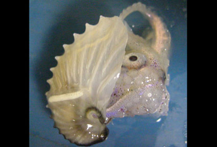 Octopus Relative Floats On Shell