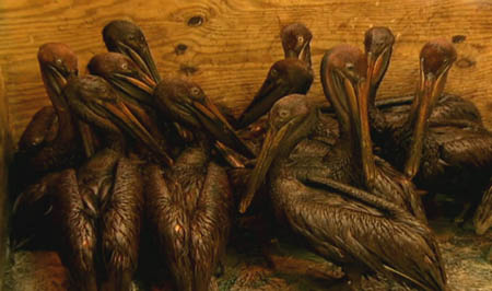 Oiled Brown Pelicans
