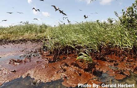 Oil Washes Ashore
