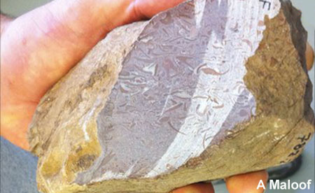 Earliest Animal Fossil