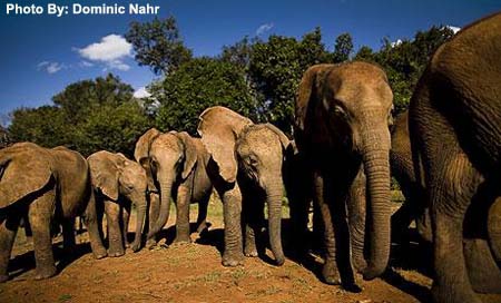 Orphaned Elephants