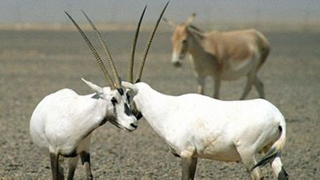 Arabian Oryx